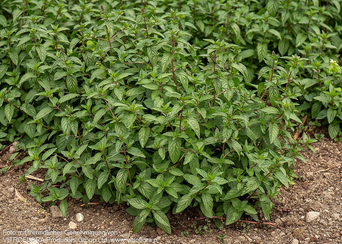 Schokoladen-Minze 'Chocolate' (Mentha x piperita)
