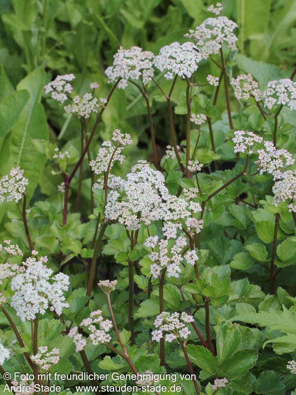 Schottischer Liebstöckel (Ligusticum scoticum)