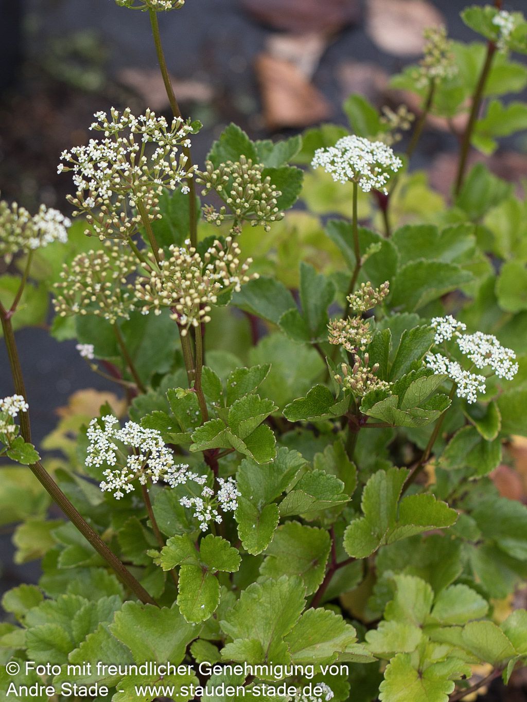 Schottischer Liebstöckel (Ligusticum scoticum)