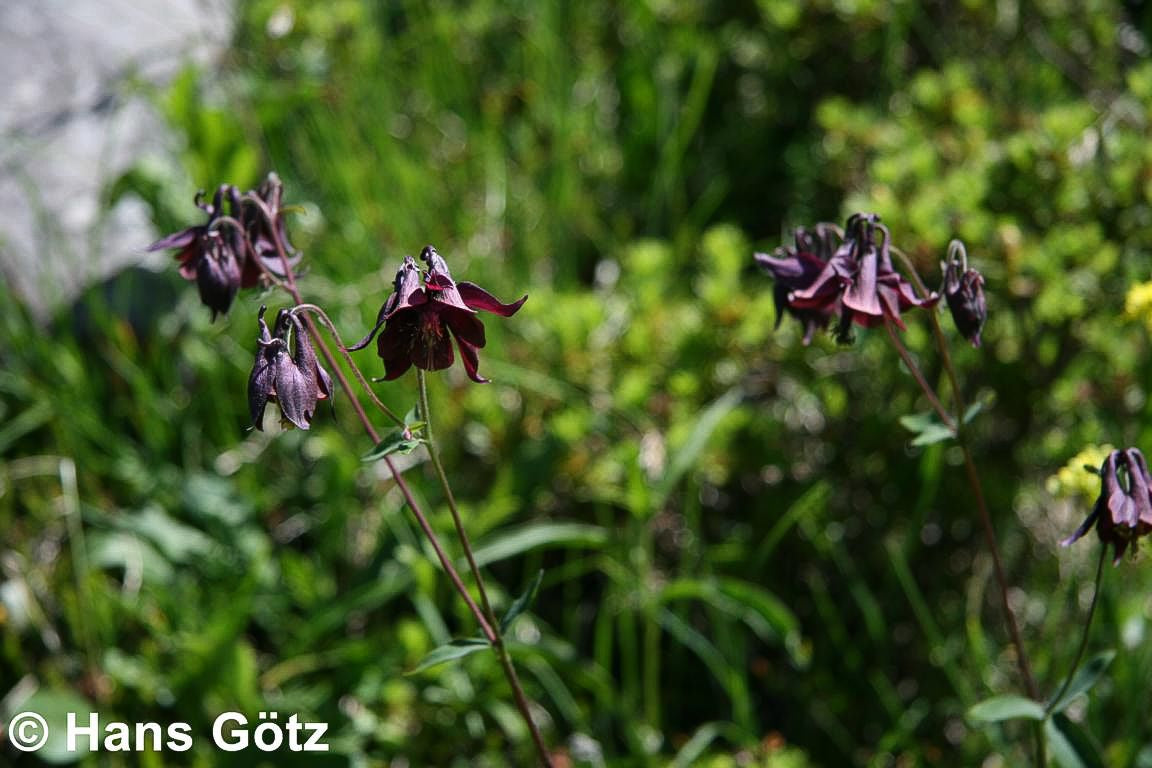 Schwärzliche Akelei (Aquilegia atrata)