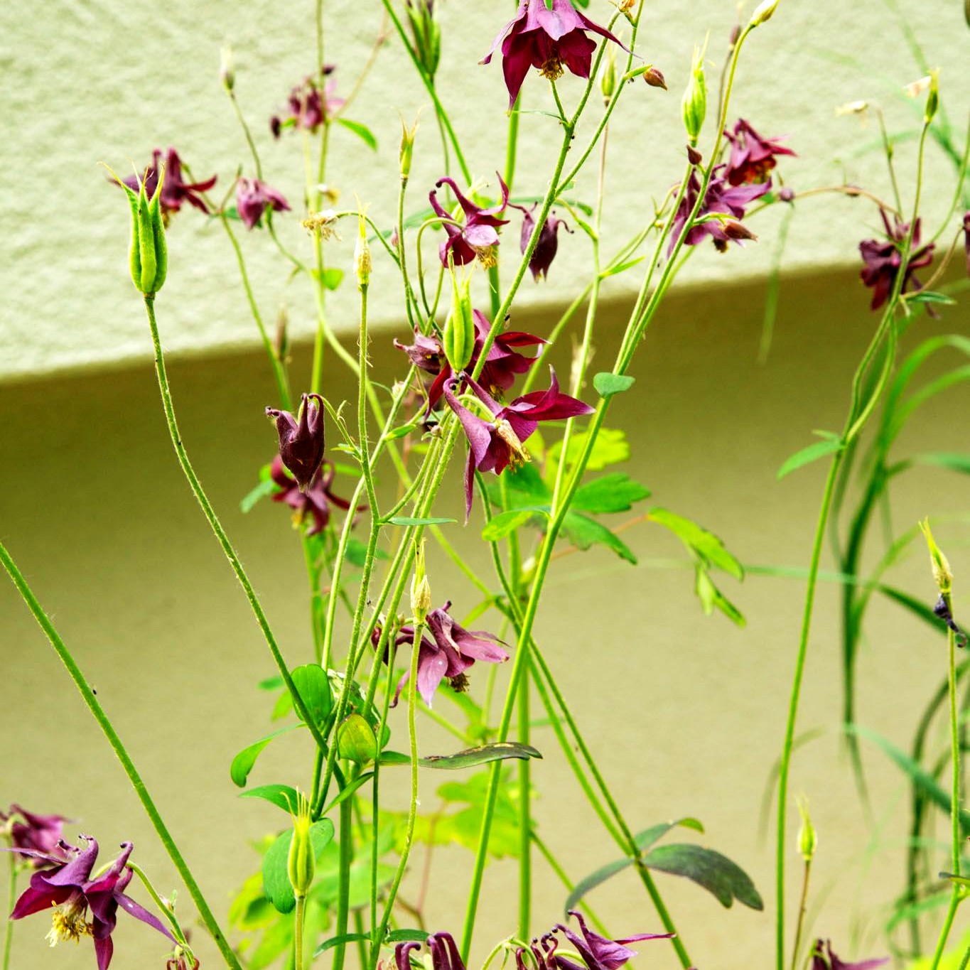 Schwärzliche Akelei (Aquilegia atrata)