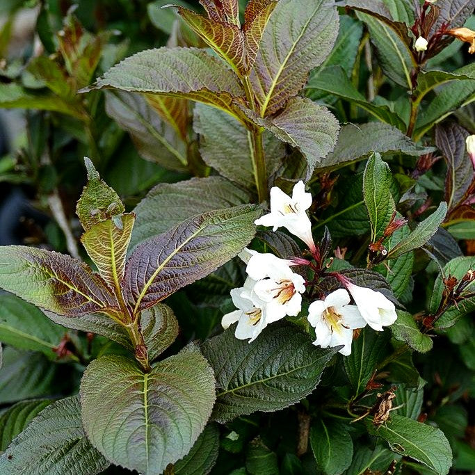 Schwarzblättrige Weigelie 'Ebony and Ivory' (Weigela florida)