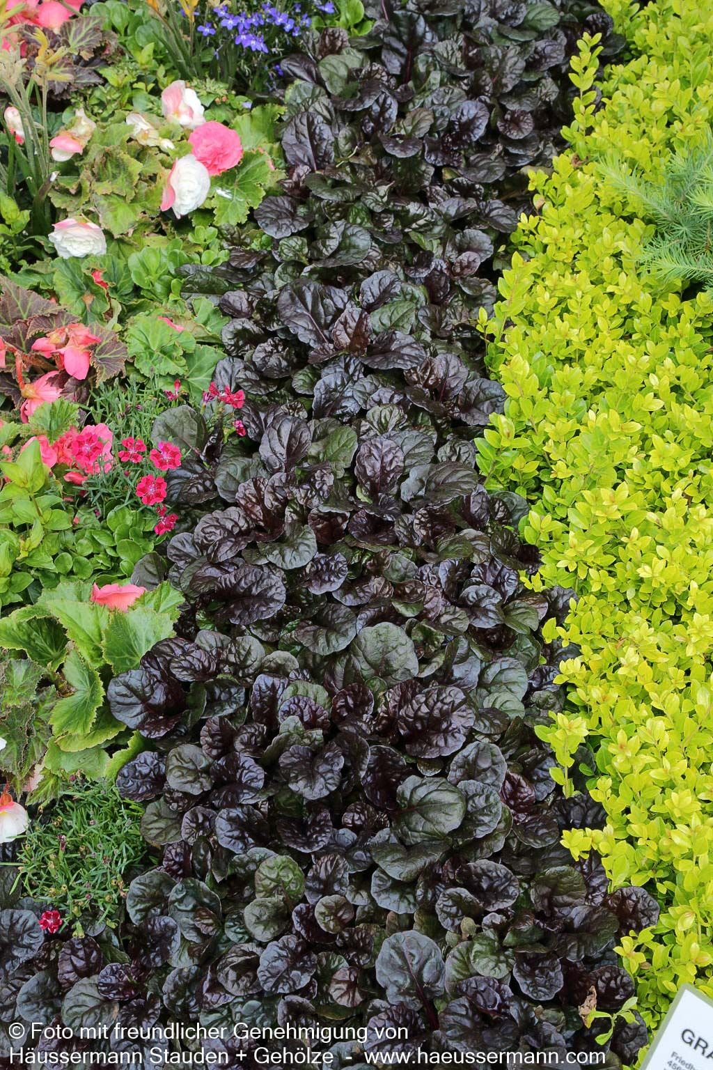 Schwarzbrauner Günsel 'Black Scallop' (Ajuga reptans)