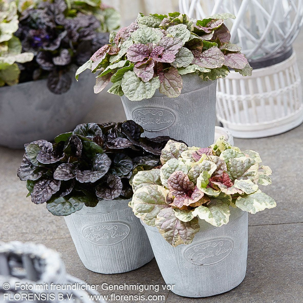 Schwarzbrauner Günsel 'Black Scallop' (Ajuga reptans)