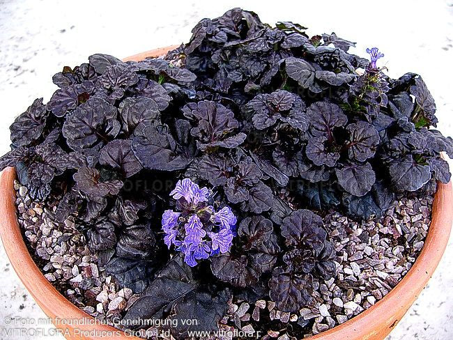 Schwarzbrauner Günsel 'Black Scallop' (Ajuga reptans)