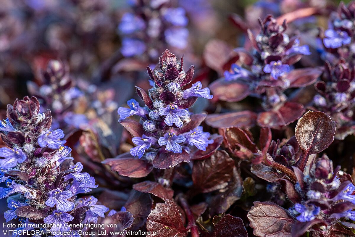 Schwarzbrauner Günsel 'Black Scallop' (Ajuga reptans)
