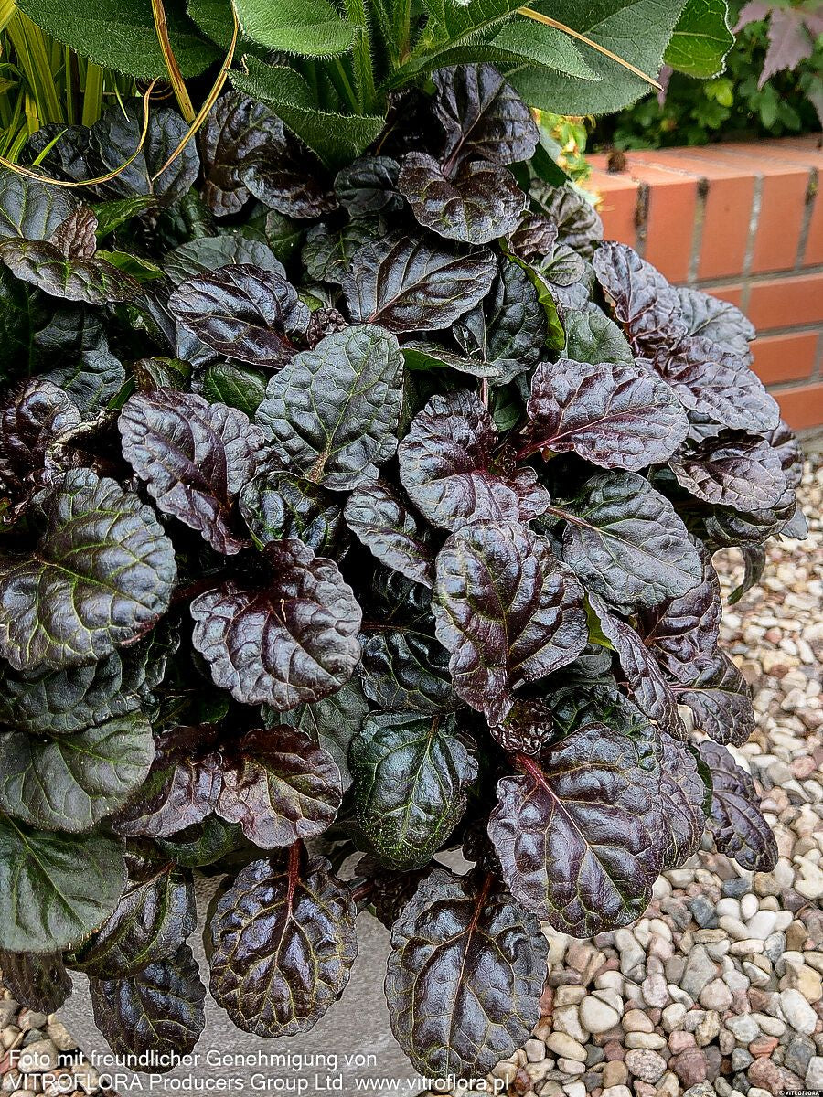 Schwarzbrauner Günsel 'Black Scallop' (Ajuga reptans)
