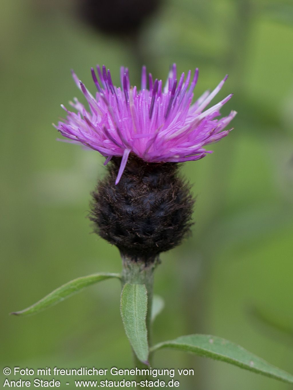 Schwarze-Flockenblume (Centaurea nigra)