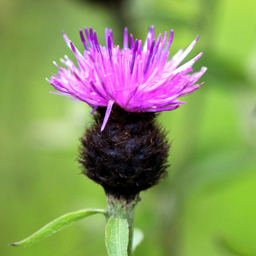 Schwarze-Flockenblume (Centaurea nigra)