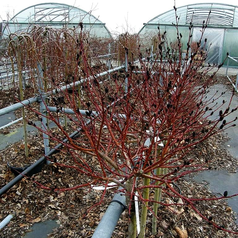 Schwarze Kätzchen-Weide (Salix melanostachys)