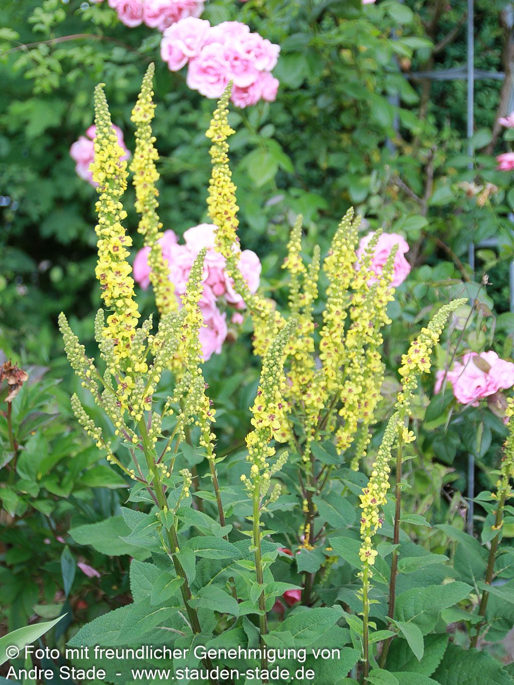 Schwarze Königskerze (Verbascum nigrum)