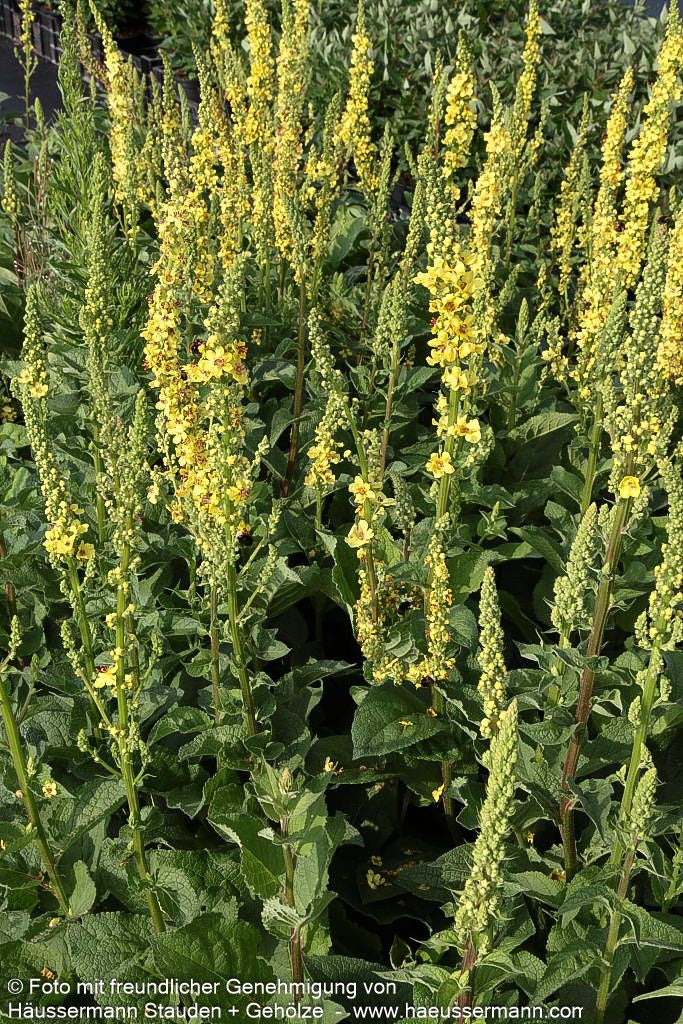 Schwarze Königskerze (Verbascum nigrum)