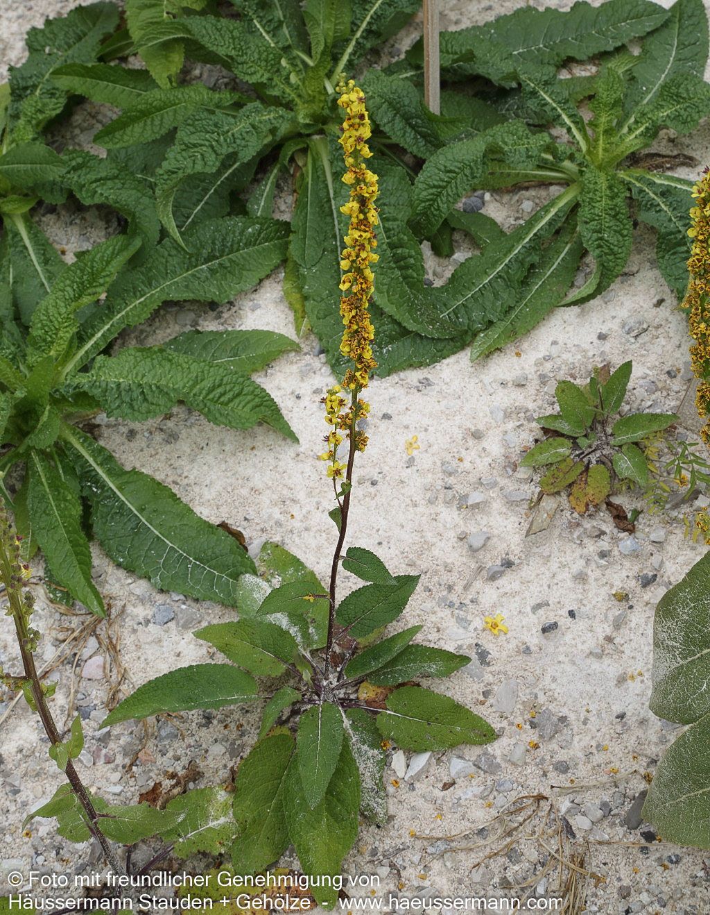 Schwarze Königskerze (Verbascum nigrum)