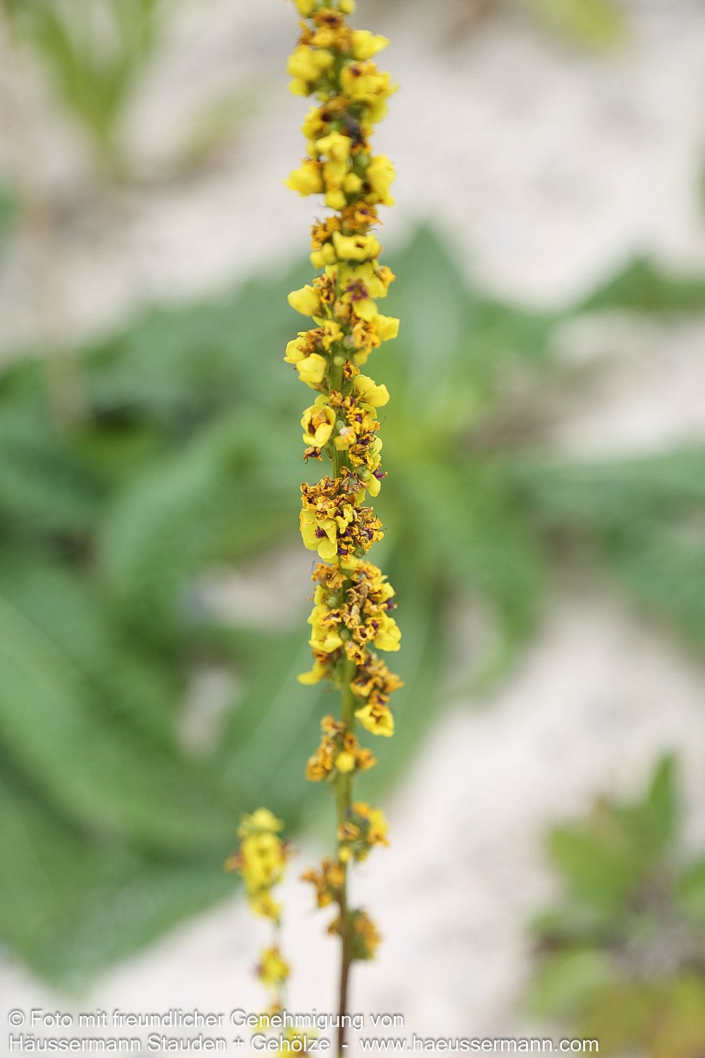Schwarze Königskerze (Verbascum nigrum)