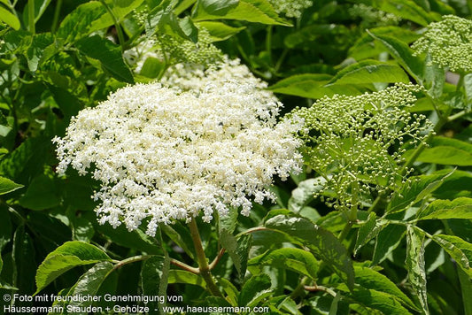 Schwarzer Holunder 'Haidegg 17' (Sambucus nigra)