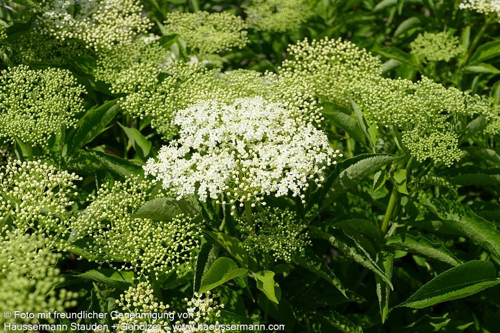 Schwarzer Holunder 'Haidegg 17' (Sambucus nigra)