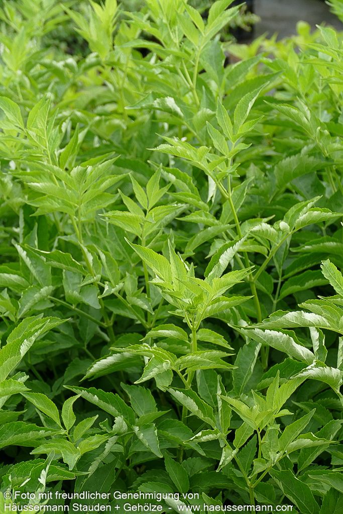 Schwarzer Holunder 'Haidegg 17' (Sambucus nigra)