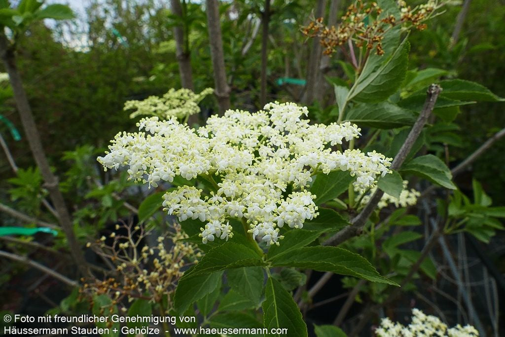 Schwarzer Holunder (Sambucus nigra)