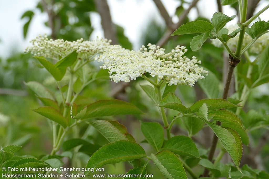 Schwarzer Holunder (Sambucus nigra)