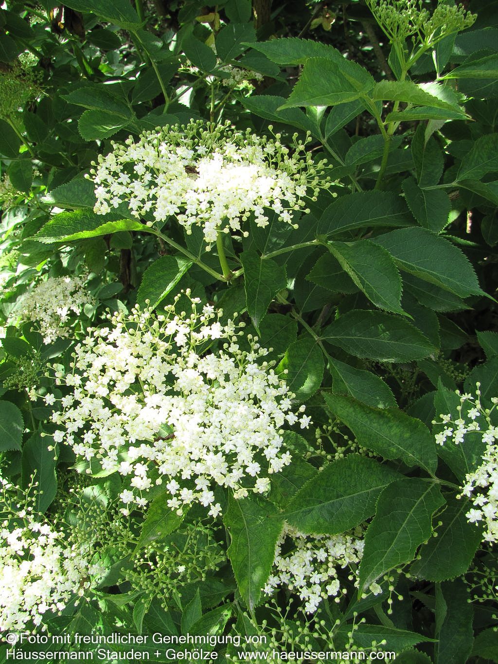 Schwarzer Holunder (Sambucus nigra)