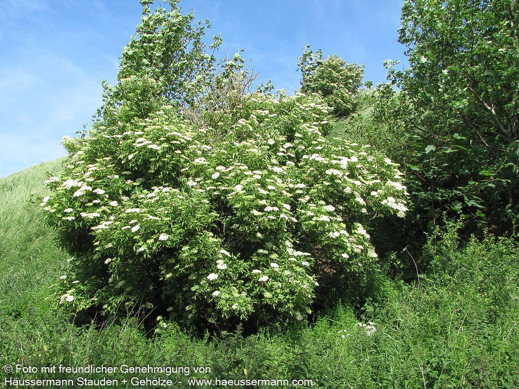 Schwarzer Holunder (Sambucus nigra)