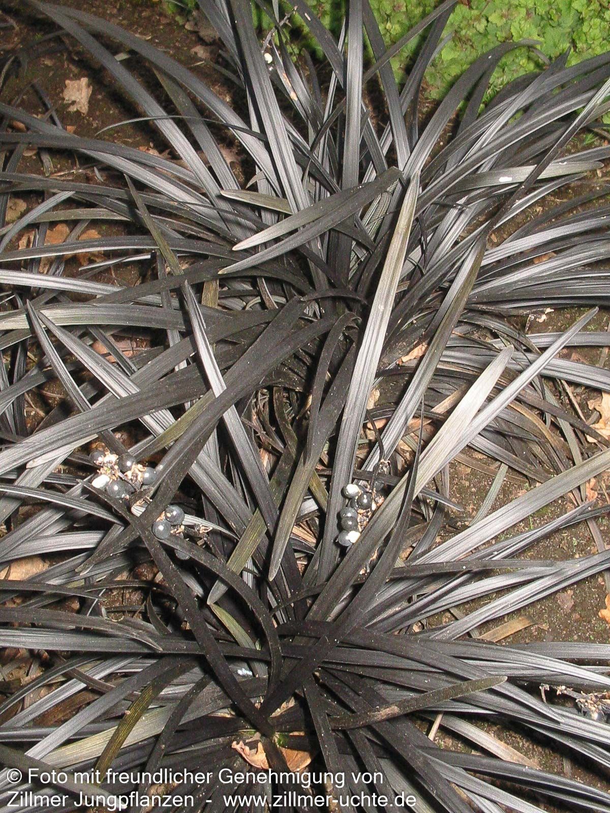 Schwarzer Schlangenbart 'Niger' (Ophiopogon planiscapus)