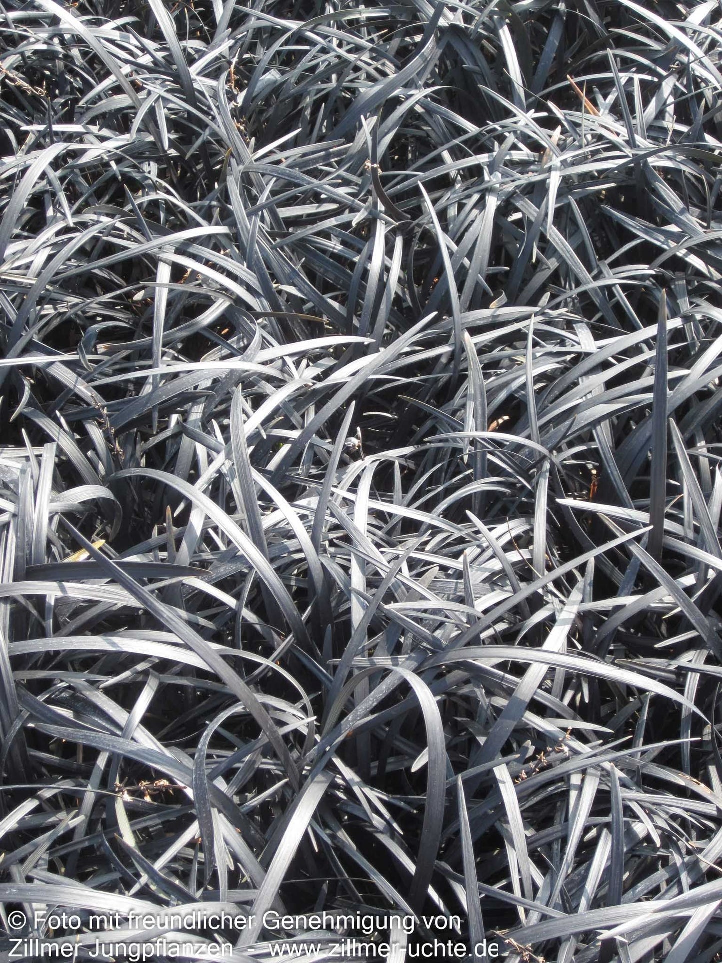 Schwarzer Schlangenbart 'Niger' (Ophiopogon planiscapus)