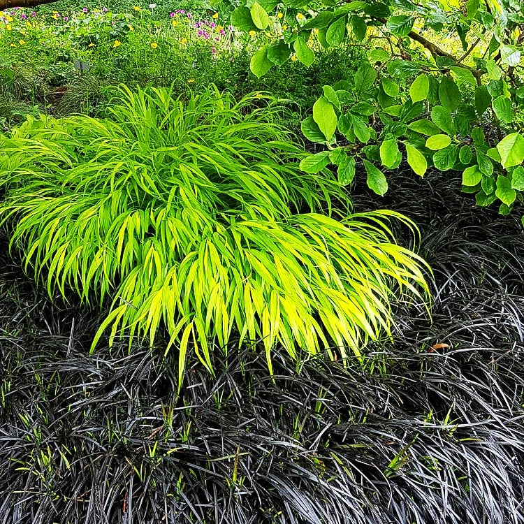 Schwarzer Schlangenbart 'Niger' (Ophiopogon planiscapus)