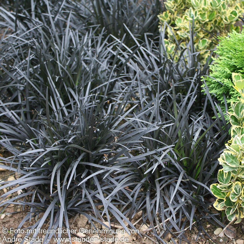 Schwarzer Schlangenbart 'Niger' (Ophiopogon planiscapus)