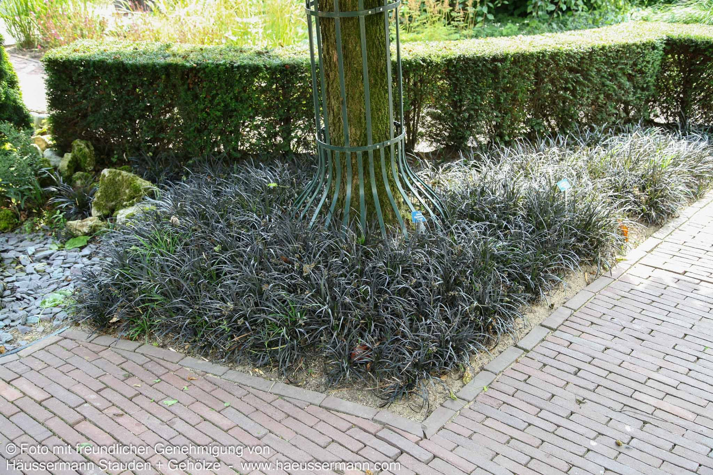 Schwarzer Schlangenbart 'Niger' (Ophiopogon planiscapus)