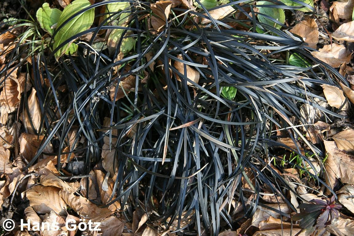 Schwarzer Schlangenbart 'Niger' (Ophiopogon planiscapus)