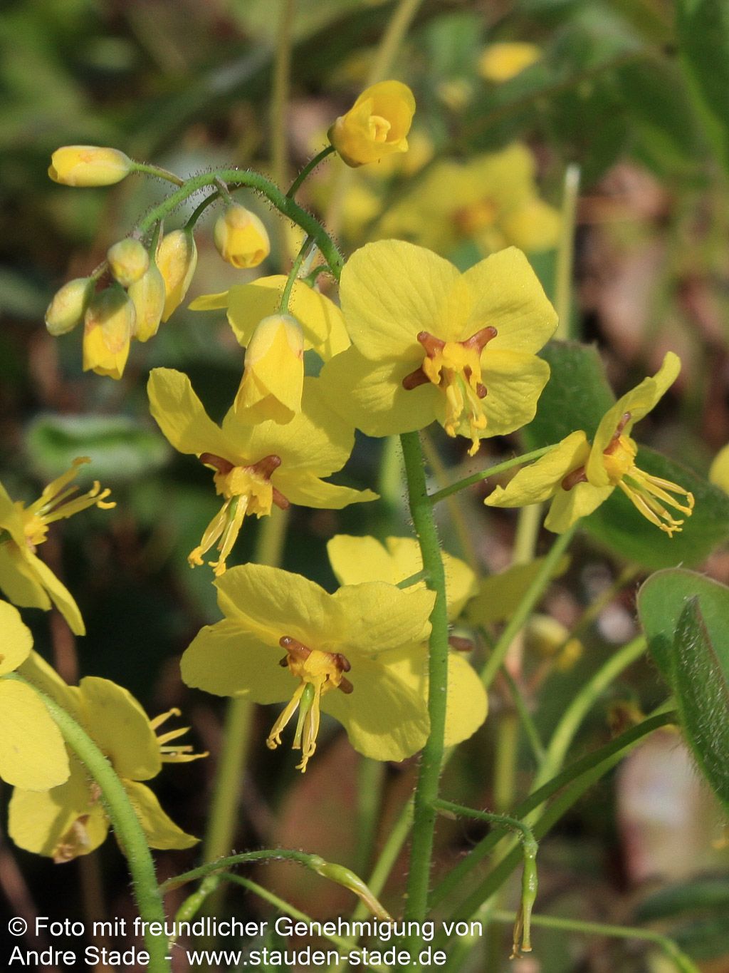 Schwarzmeer-Elfenblume (Epimedium pinnatum ssp.colchicum)
