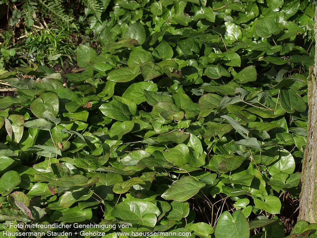 Schwarzmeer-Elfenblume (Epimedium pinnatum ssp.colchicum)