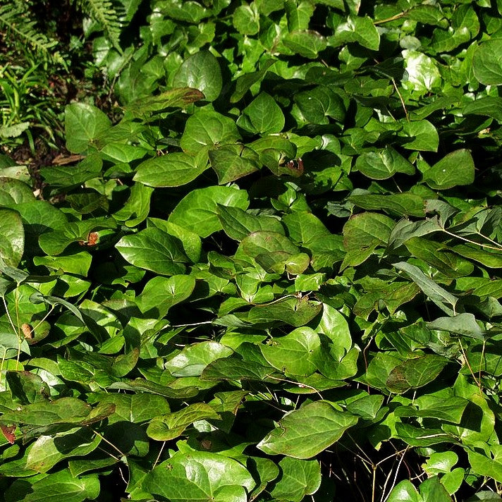 Schwarzmeer-Elfenblume (Epimedium pinnatum ssp.colchicum)