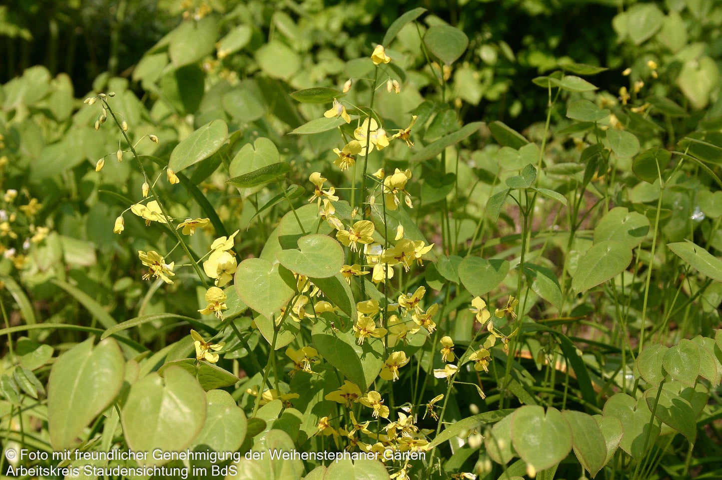 Schwarzmeer-Elfenblume (Epimedium pinnatum ssp.colchicum)