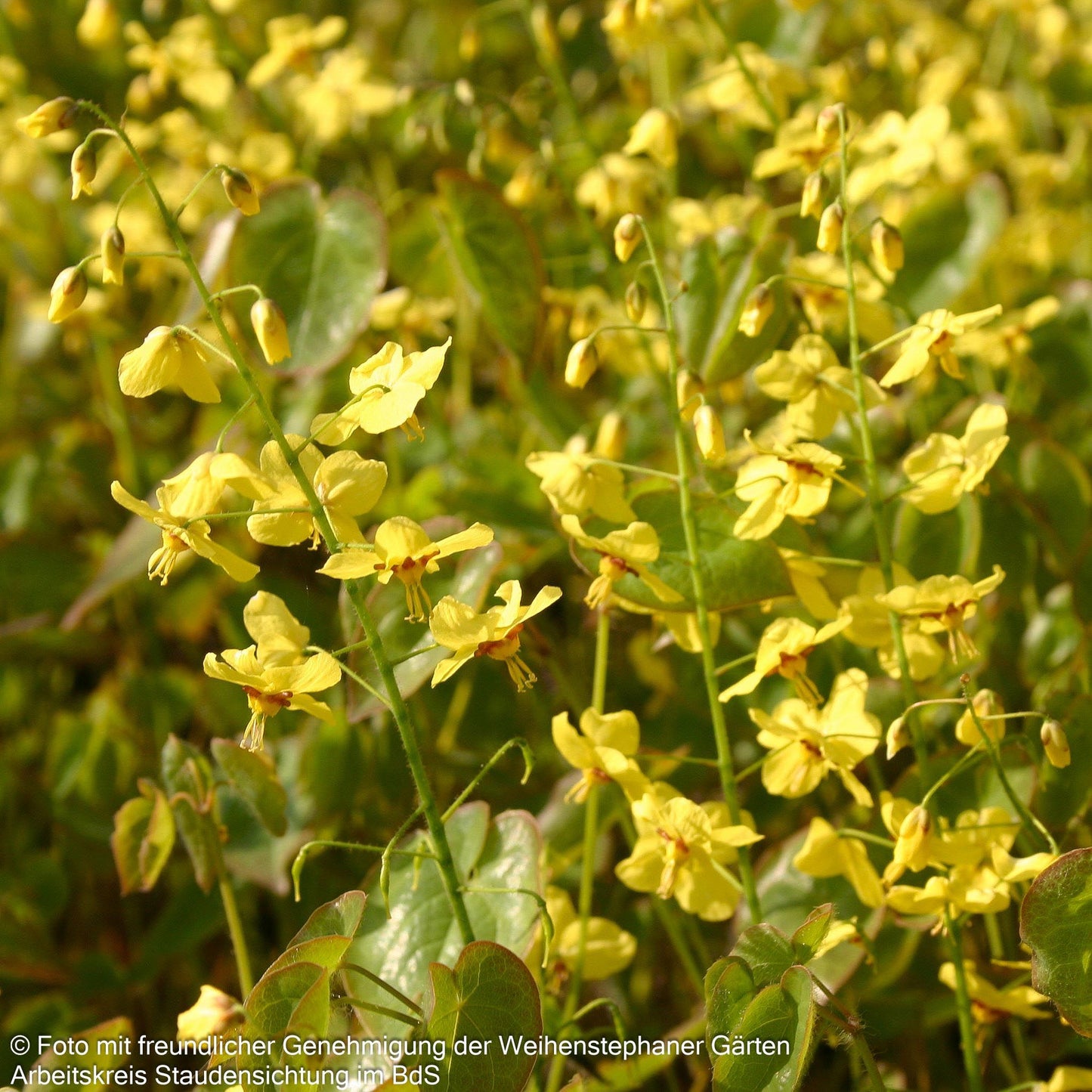 Schwarzmeer-Elfenblume (Epimedium pinnatum ssp.colchicum)