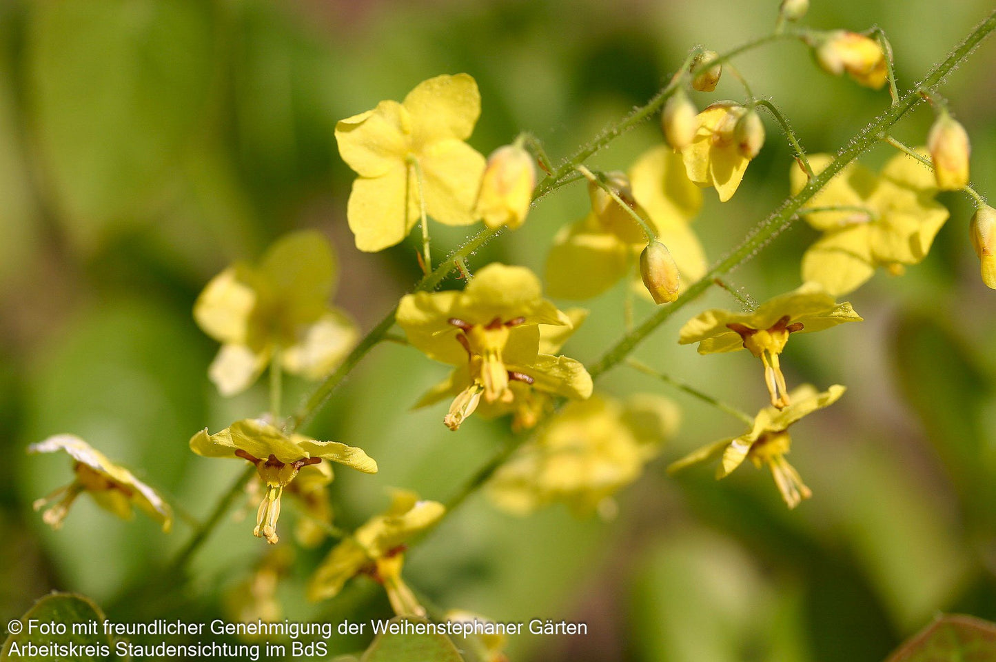 Schwarzmeer-Elfenblume (Epimedium pinnatum ssp.colchicum)