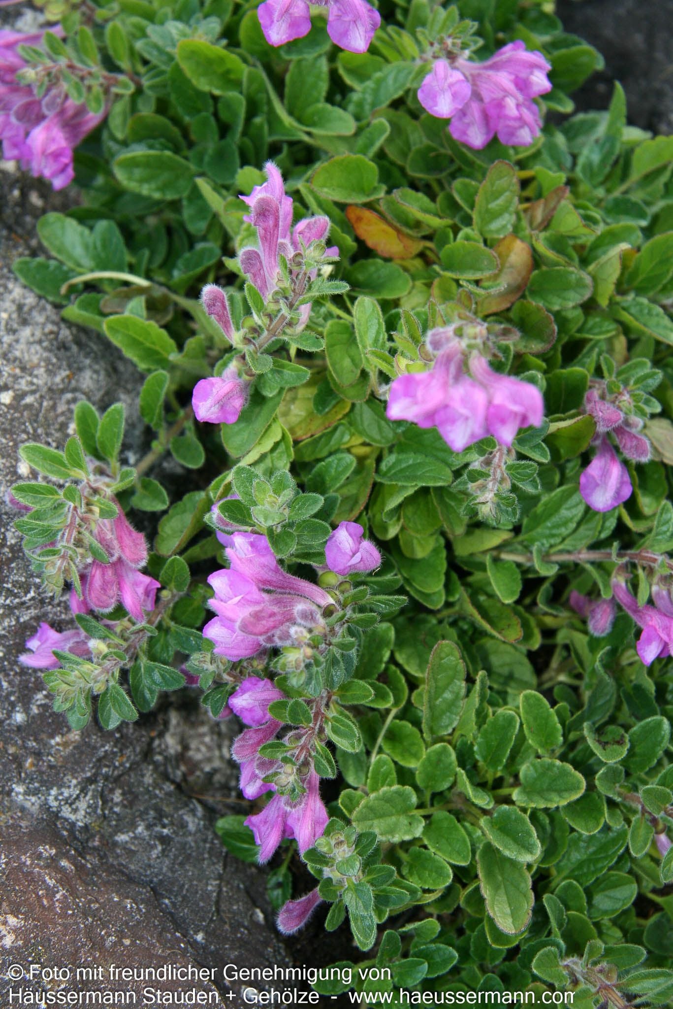 Schwarzmeer-Helmkraut (Scutellaria pontica)