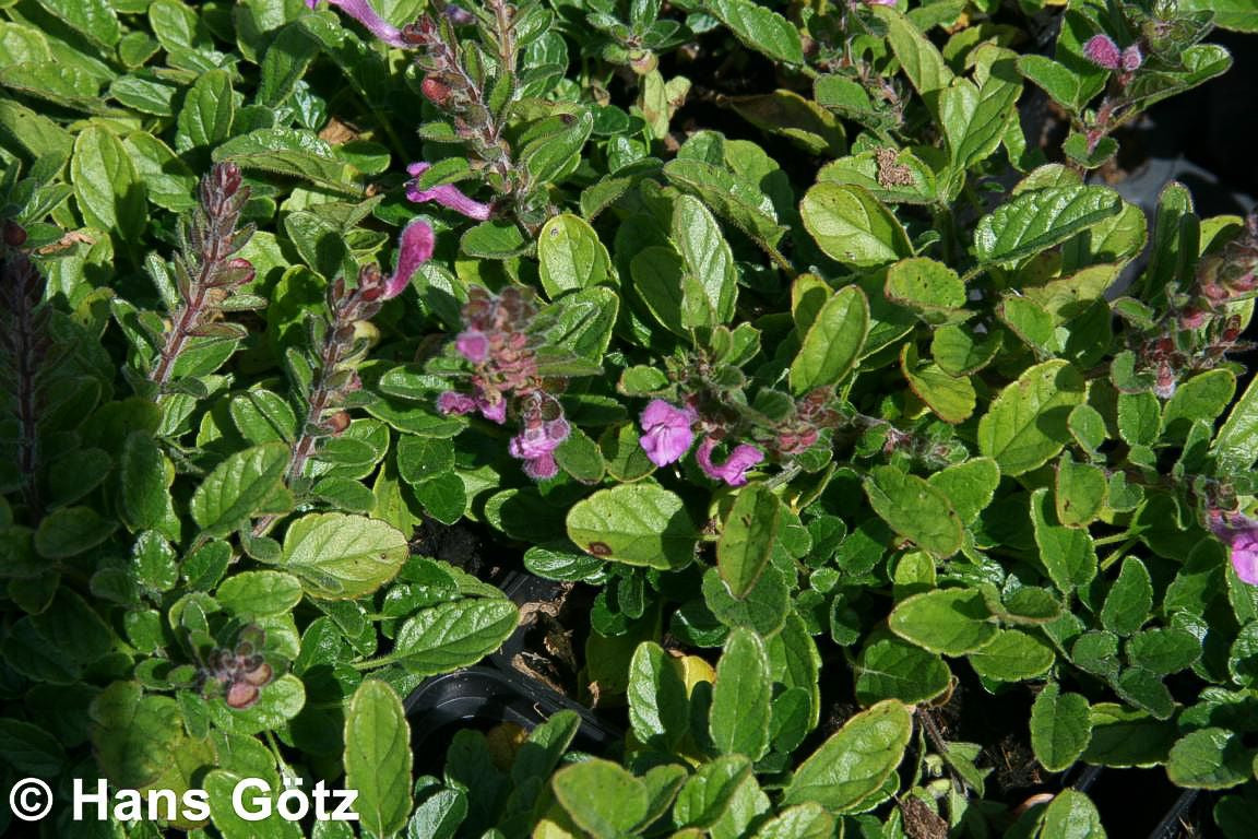 Schwarzmeer-Helmkraut (Scutellaria pontica)