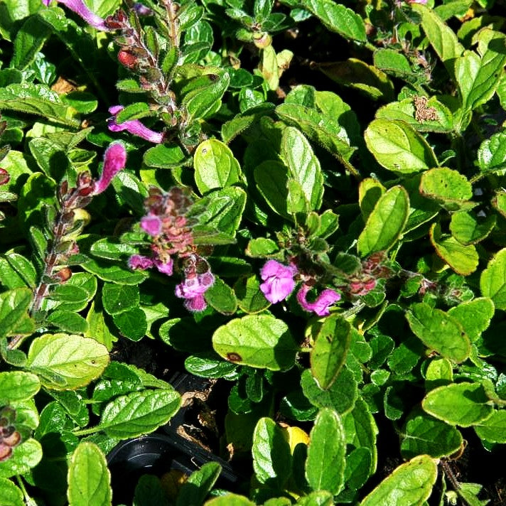 Schwarzmeer-Helmkraut (Scutellaria pontica)