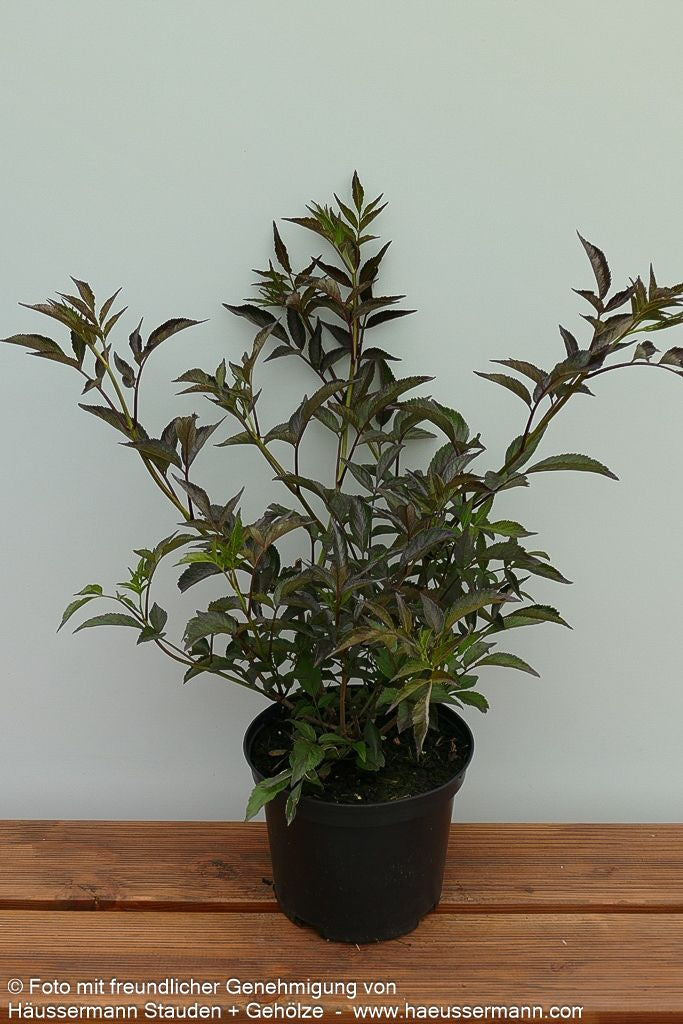 Schwarzrotblättriger Holunder 'Black Beauty' (Sambucus nigra)