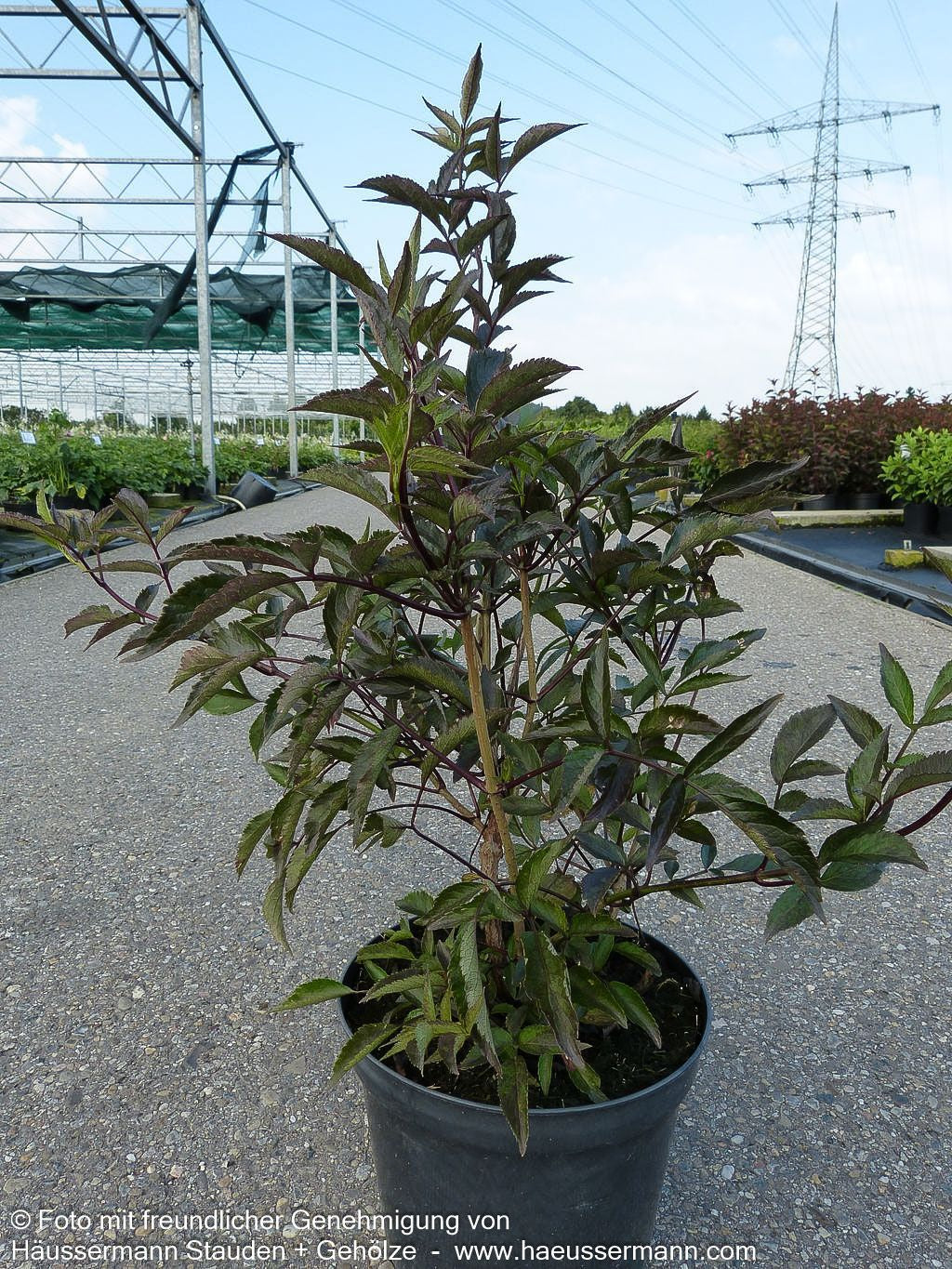 Schwarzrotblättriger Holunder 'Black Beauty' (Sambucus nigra)