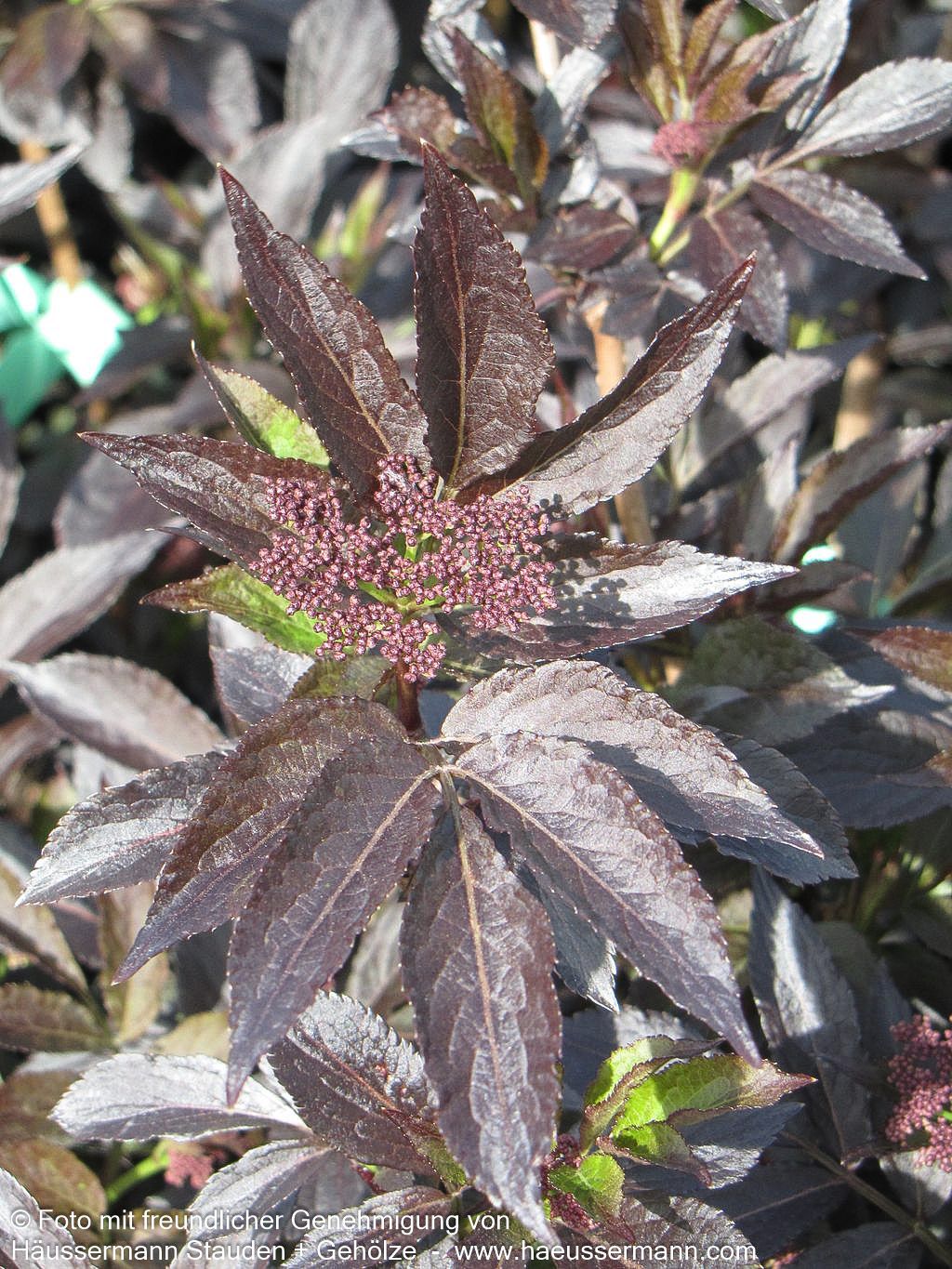 Schwarzrotblättriger Holunder 'Black Beauty' (Sambucus nigra)
