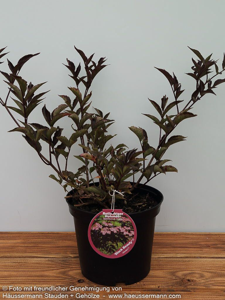 Schwarzrotblättriger Holunder 'Black Beauty' (Sambucus nigra)