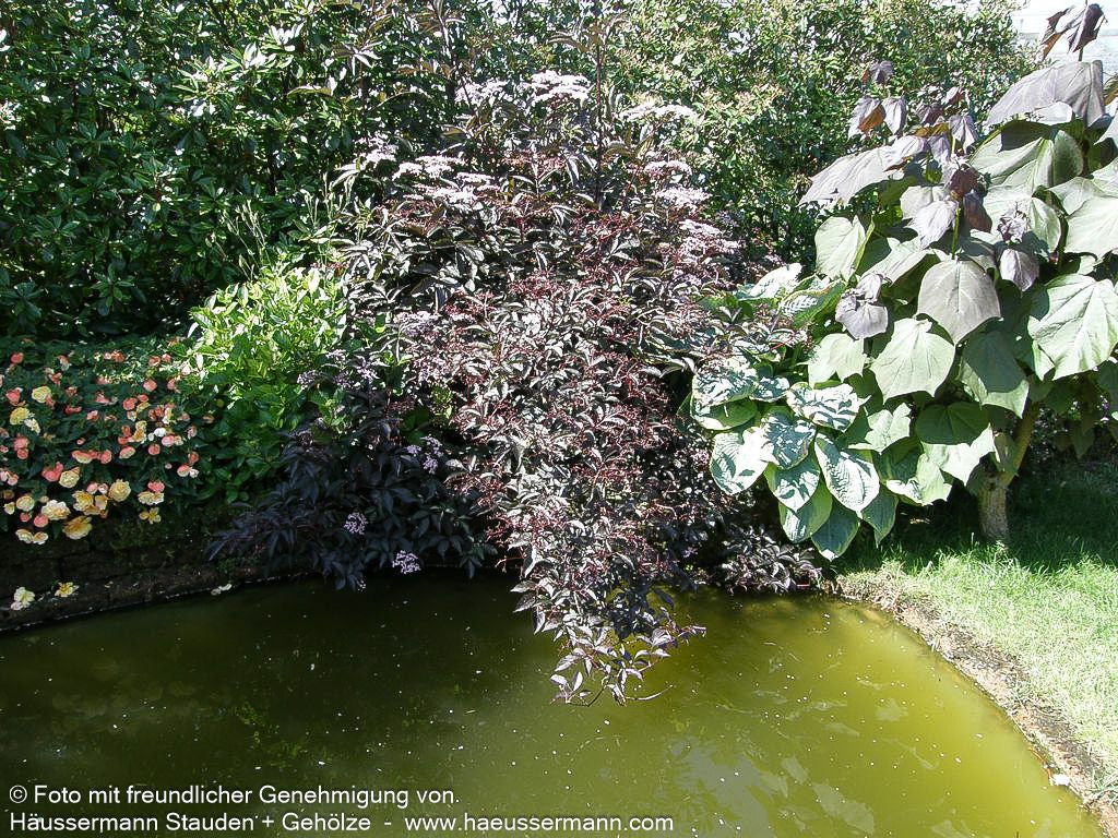 Schwarzrotblättriger Holunder 'Black Beauty' (Sambucus nigra)