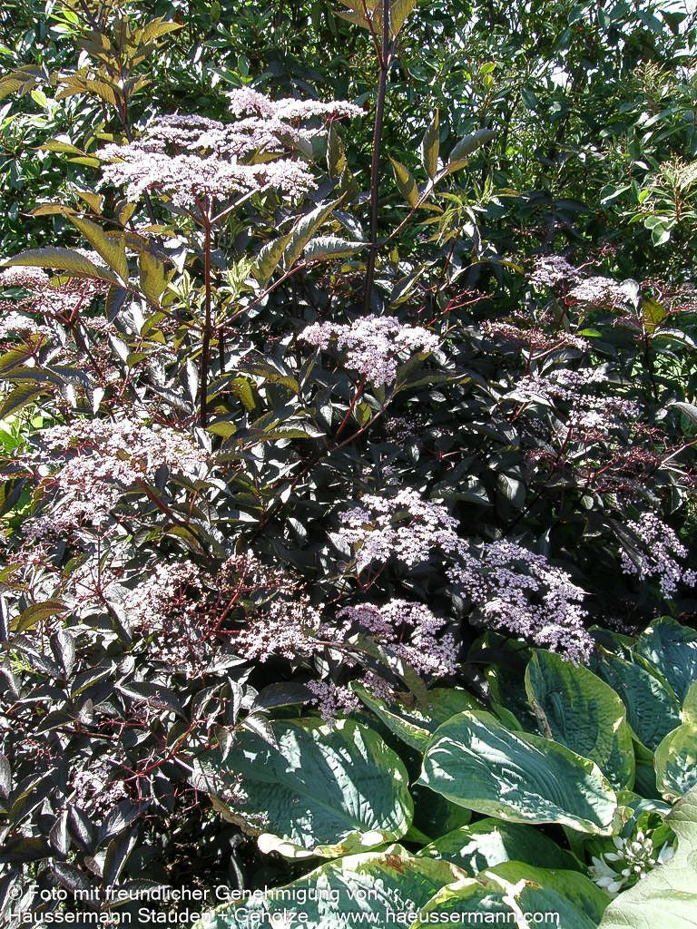 Schwarzrotblättriger Holunder 'Black Beauty' (Sambucus nigra)