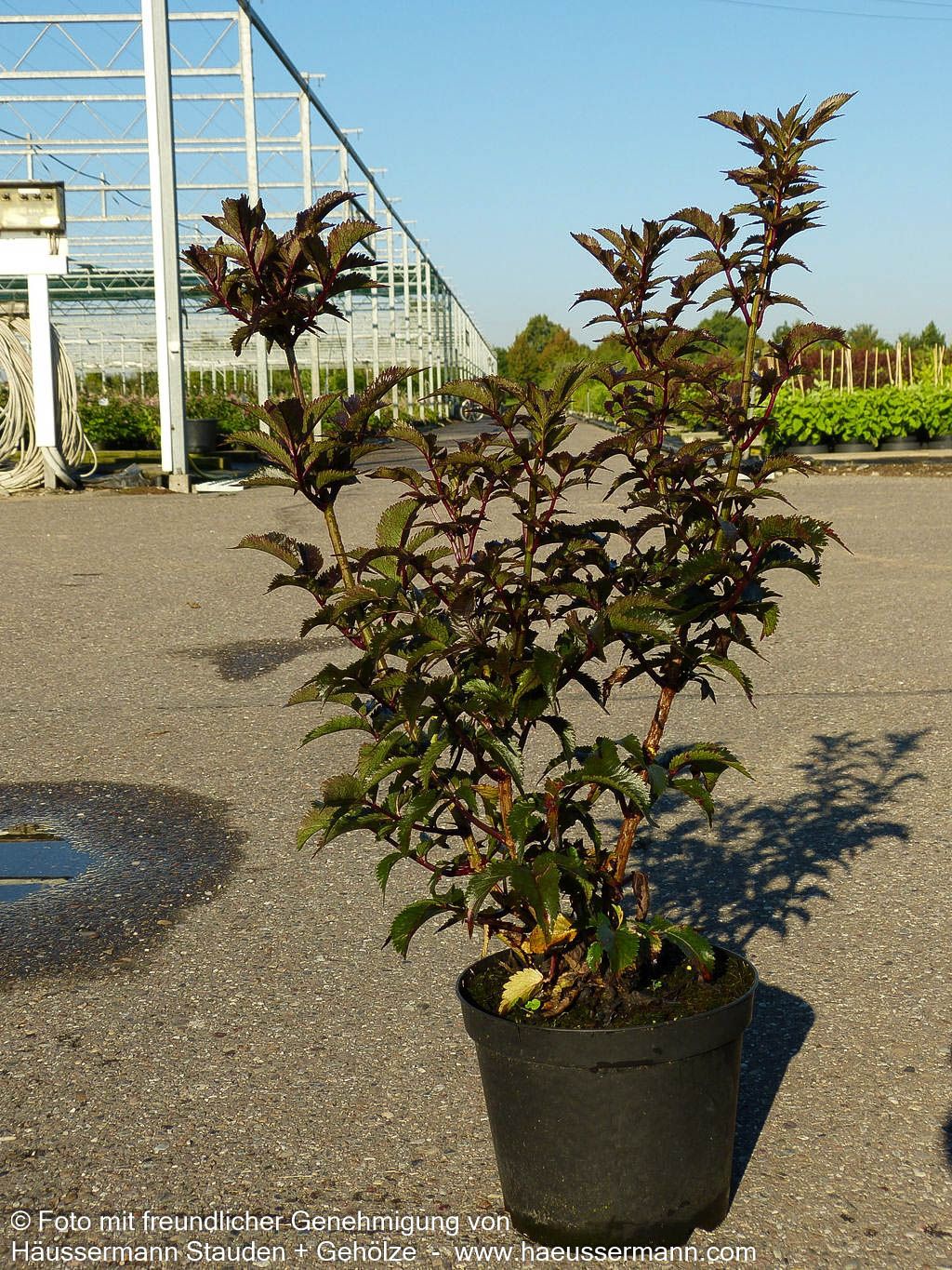 Schwarzrotblättriger Säulen-Holunder 'Black Tower' (Sambucus nigra)