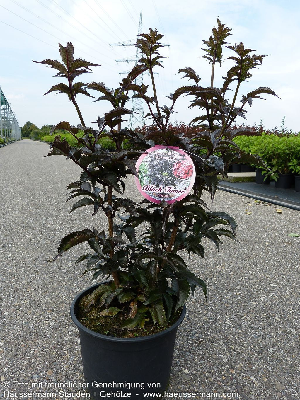 Schwarzrotblättriger Säulen-Holunder 'Black Tower' (Sambucus nigra)