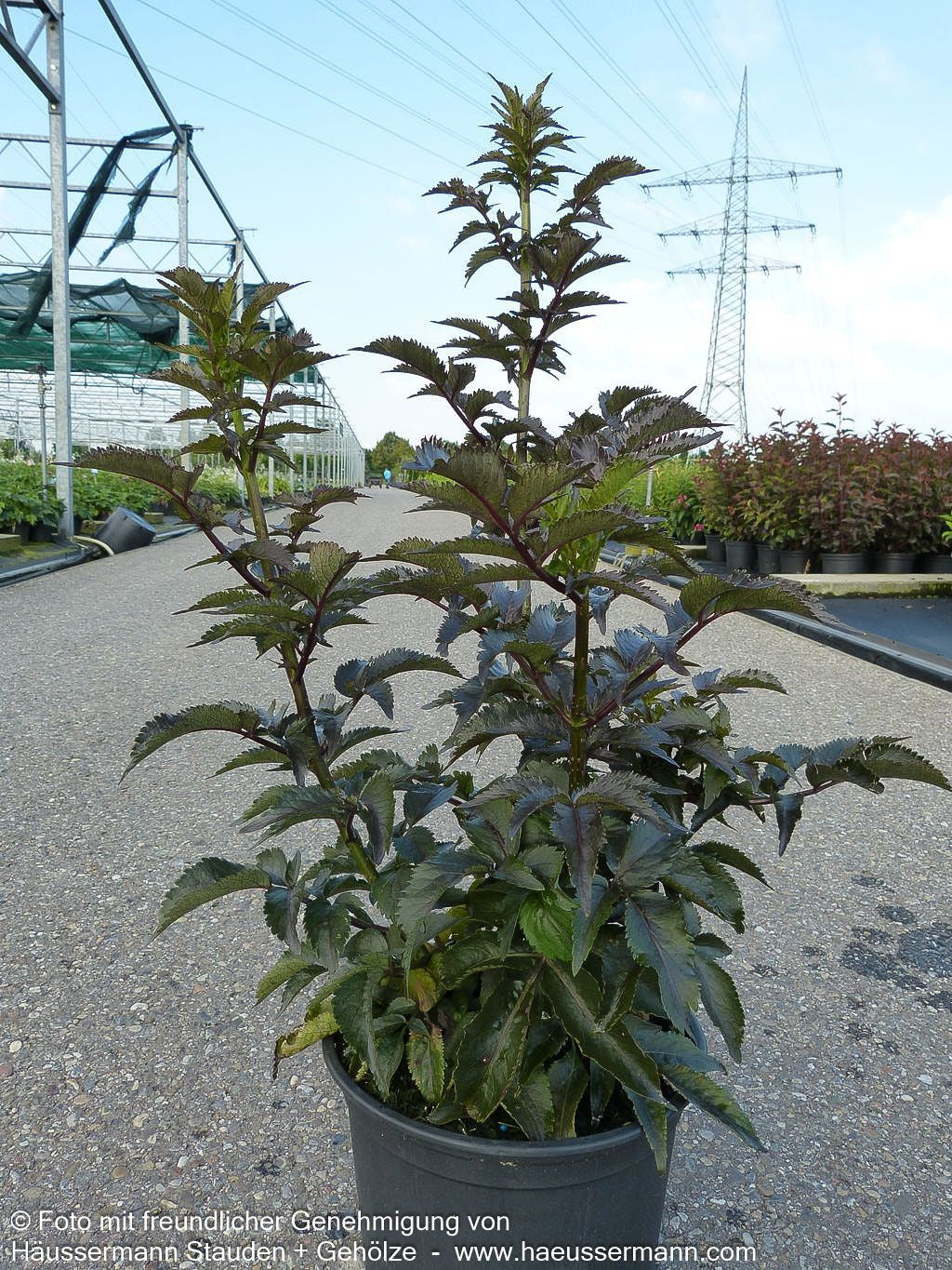 Schwarzrotblättriger Säulen-Holunder 'Black Tower' (Sambucus nigra)