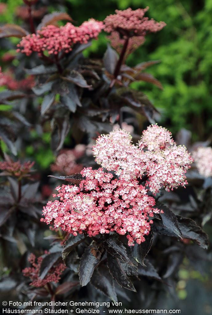 Schwarzrotblättriger Säulen-Holunder 'Black Tower' (Sambucus nigra)